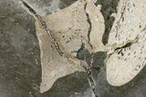 Fossil Ichthyosaurus Bones in Cross-Section - England #171181-1